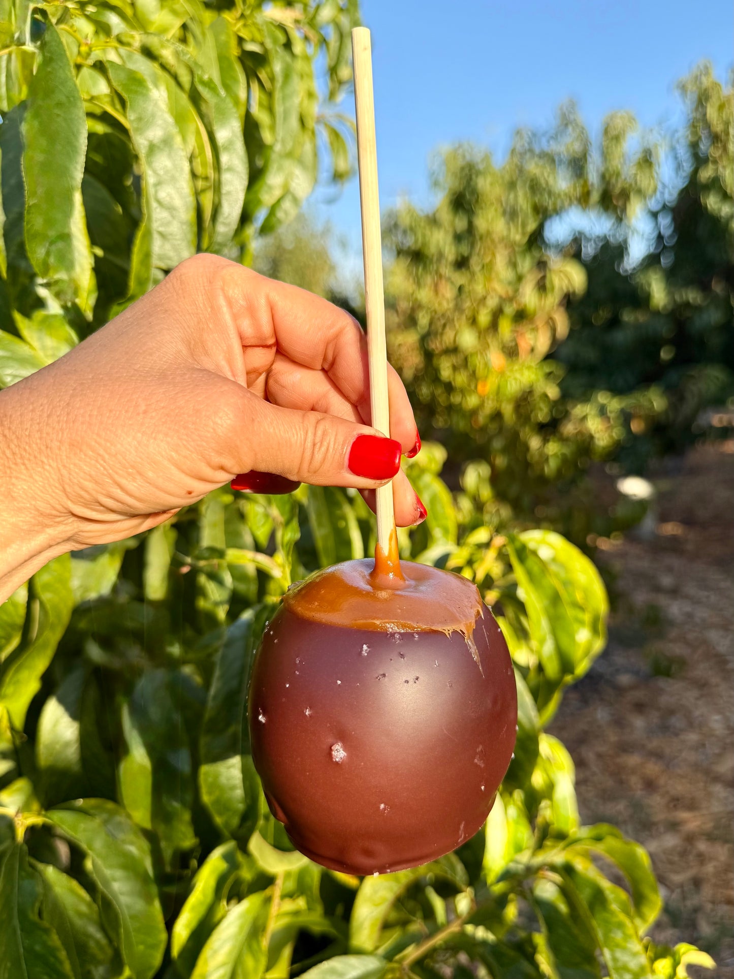 Hand Dipped Caramel Apples