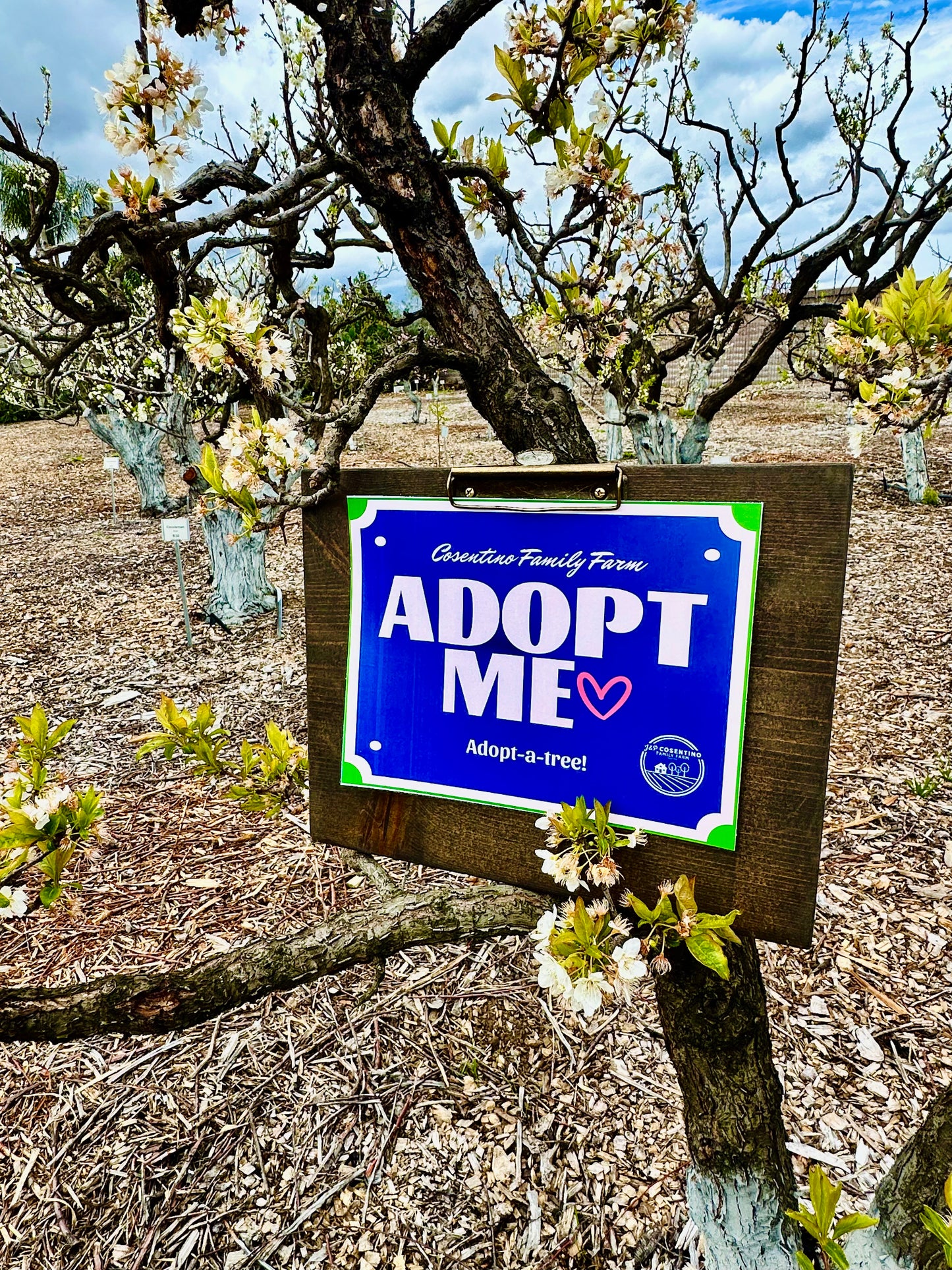 Adopt a Tree!