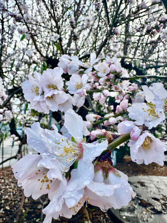 Spring Blossom Tours